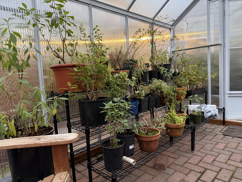 Greenhouse Staging 11